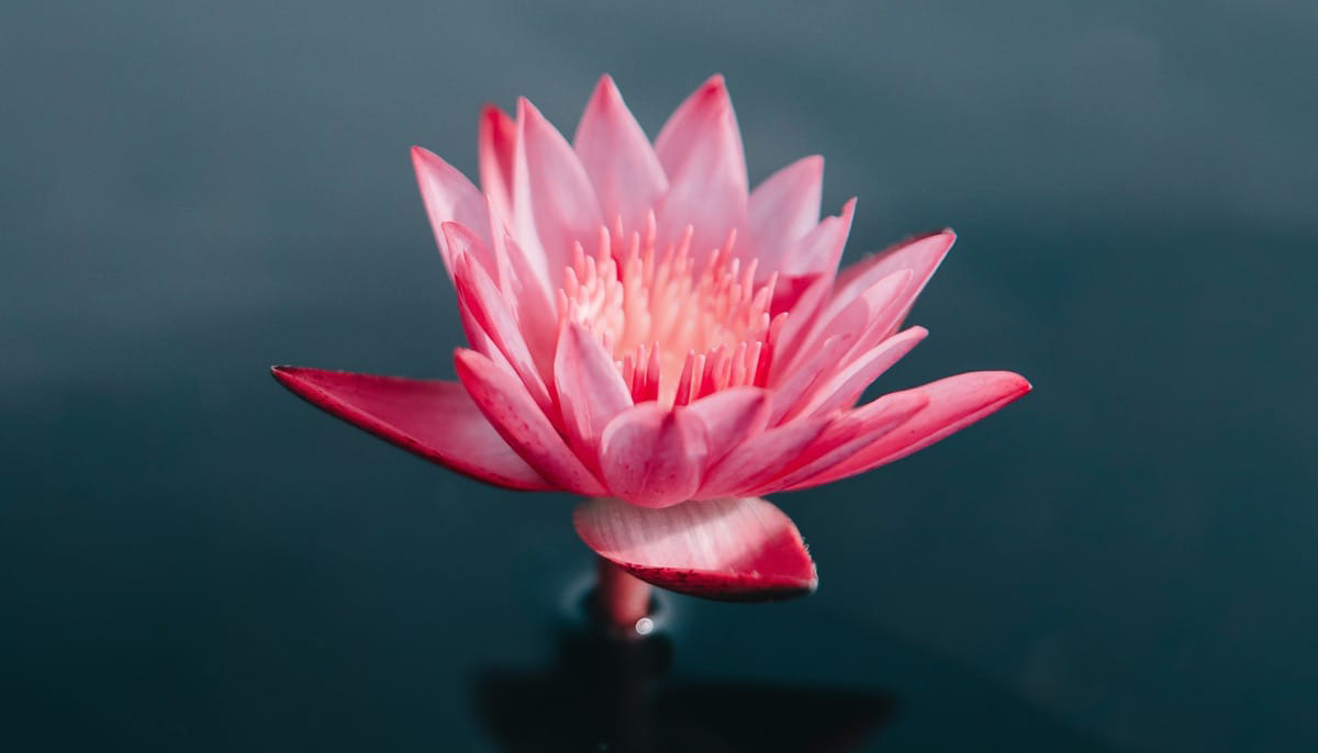 What is the Meaning of the Lotus in Buddhism?